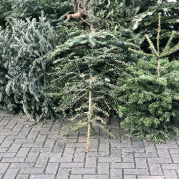 Points de collecte des sapins de Noël