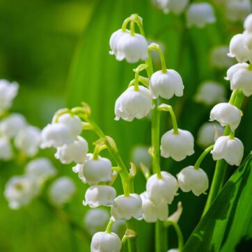 Vente du muguet à la sauvette sur la voie publique à l’occasion du 1er mai