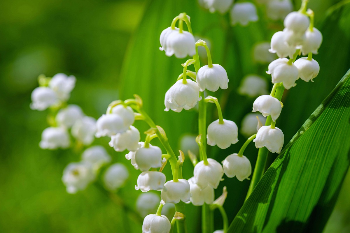 Vente du muguet à la sauvette sur la voie publique à l&rsquo;occasion du 1er mai