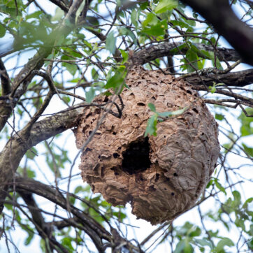 Frelon asiatique : nouvelle distribution gratuite de pièges le 7 mai